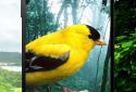 Birds 3D parallax live wallpaper screenshot 6