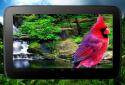 Birds 3D parallax live wallpaper screenshot 8