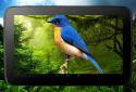 Birds 3D parallax live wallpaper screenshot 9