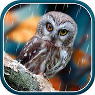 Autumn Live Wallpaper Autumn Live Wallpaper