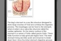 Dog Anatomy : Canine Anatomy screenshot 2