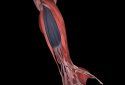 Muscular System 3D (anatomy) screenshot 13