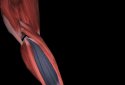 Muscular System 3D (anatomy) screenshot 3