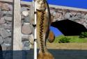 Big River Fishing 3D screenshot 6