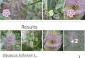 PlantNet Plant Identification screenshot 2