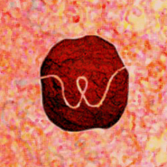 Wooly