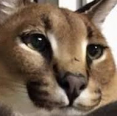 Большой шлёпа