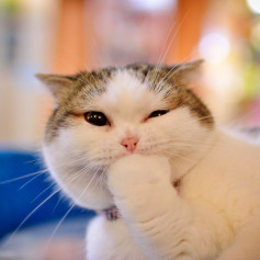 Министр Печенек