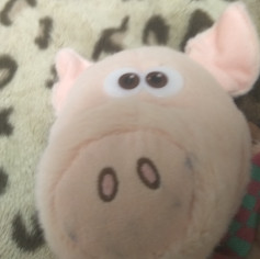 Mester pig