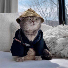 Котик01