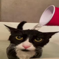 шавуха с овощами