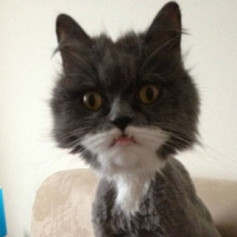 Котэ Геннадий