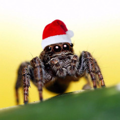 Новогодний  павук