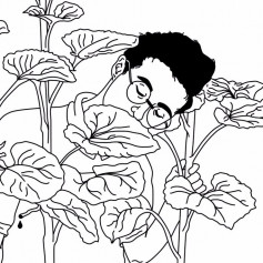 sage