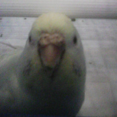 Любитель точных игр