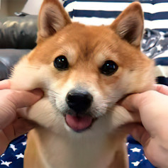 weewee