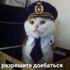 кот с военкомата