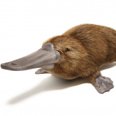 A_Platypus