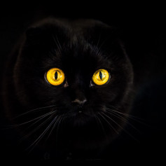 Мистический кот